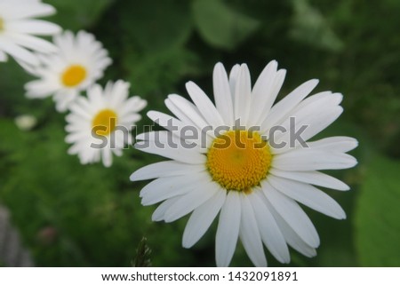 wilds daisy flower  in northern  japan