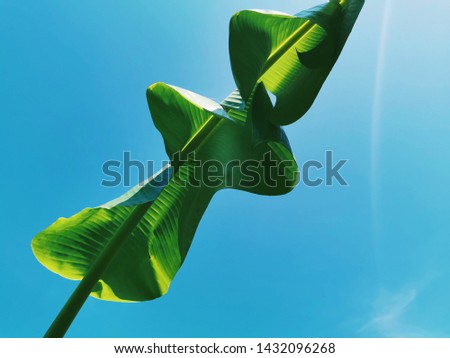 banana​ leaf​ with​ the​ blue​ sky