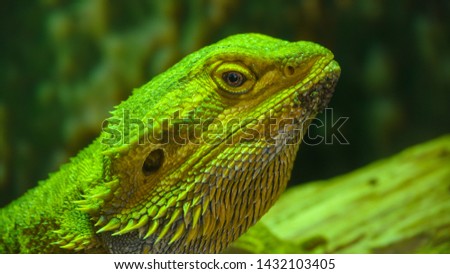 Close up of a Bearded Dragon Lizard