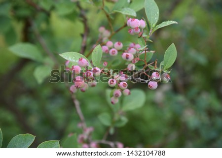 Blueberries bloom pretty in spring, and in summer the fruit swells to green, red, blue and purple black, and in autumn you can enjoy the vivid autumn leaves.