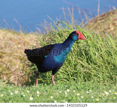 A brilliantly feathered  Purple swamp hen porphyria porphyria standing in the green grassy field in Big Swamp Bunbury Western Australia after preening its  feathers on a sunny autumn afternoon.