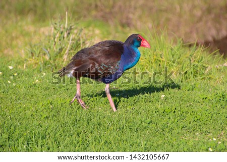 A brilliantly feathered  Purple swamp hen porphyria porphyria standing in the green grassy field in Big Swamp Bunbury Western Australia after preening its  feathers on a sunny autumn afternoon.