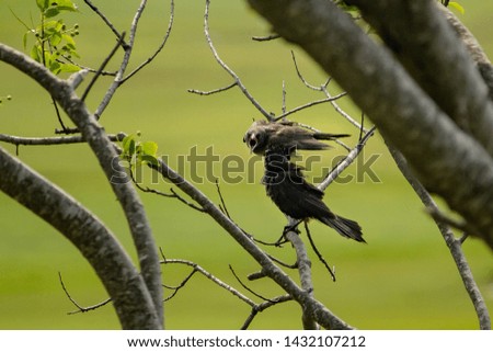 Two birds chirping at each other on a branch of a tree in a forest