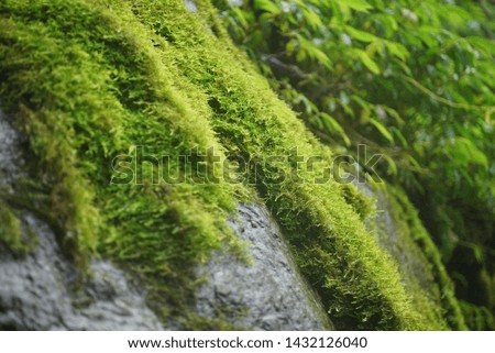 moss tree environment in the river