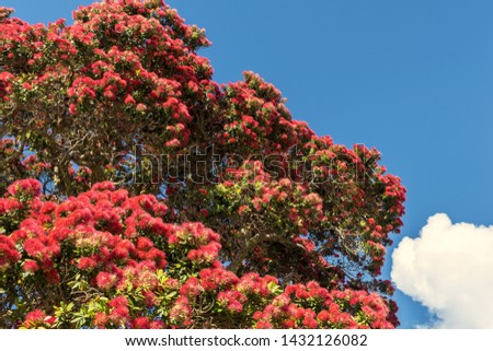 Blooming Pohutukawa Flowers at Takapuna Beach Auckland, New Zealand; The Flowers are only Blooming in Summer Time
