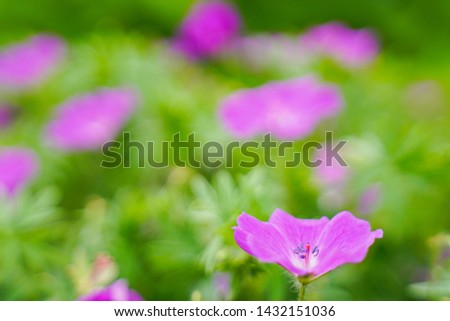 the foreground is purple flowers, the background is blurred