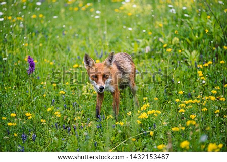 Beautiful wild sly fox hunting in the forest, wildlife photo