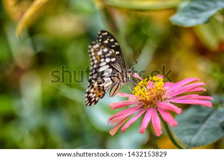Monarch butterfly  on a  zinnia flower