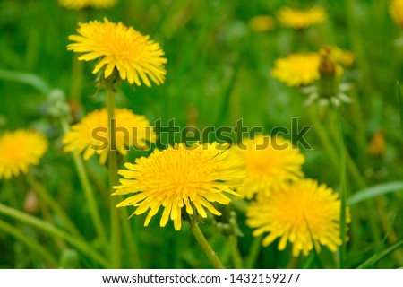 Yellow dandelion, taraxacum officinale, flower on spring meadow. Dandelion blossom in green grass on the field. Yellow summer flowers. Spring time concept with blooming dandelion Royalty-Free Stock Photo #1432159277