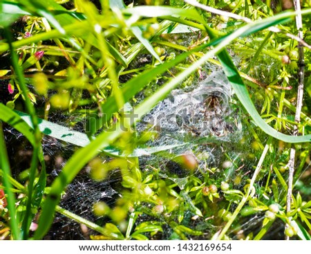 Cobweb Funnel Weaver Spider (Tegenaria duellica) of the Agelenidae family, with prey in web.
 Royalty-Free Stock Photo #1432169654