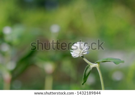 White Globe Amaranth or Bachelor Button on tree with blur background and copy space