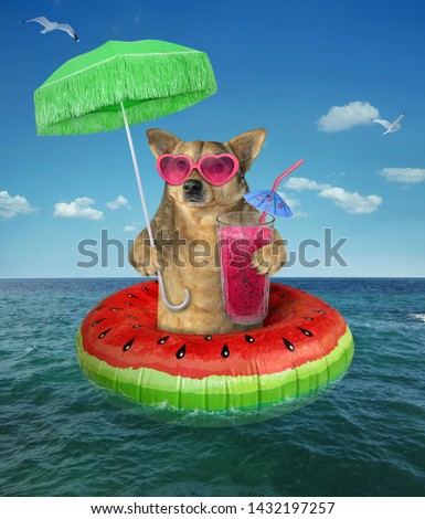 The dog in pink sunglasses drinks fresh juice on the watermelon inflatable circle under the green umbrella in the open sea.