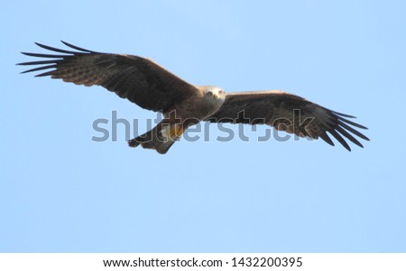 A black kite flies in the sky and carries feathers and feathers in its paws to warm the nest.