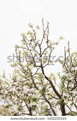 Beauty of nature floral desktop background. Blooming closeup tree. Cherry blossoms on branch in spring time. Bright close-up season view of natural flowers in garden. White flower over blue bright sky