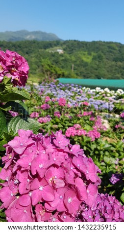 Colorful hydrangea garden from pink, purple blue, to white. The View can be seen in one of Yangmingshan National Park hydrangea garden.