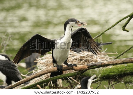 Pied Cormorant in Australasian Country