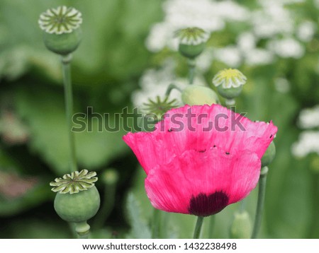 Pink poppies in the summer