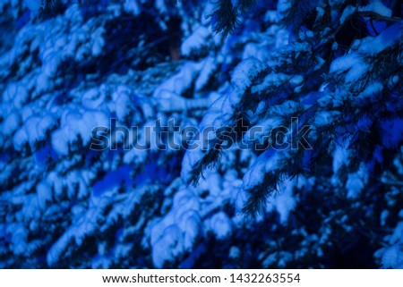 night in winter forest. pine trees