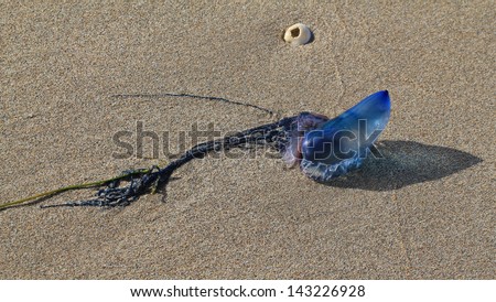 Manowar Jellyfish