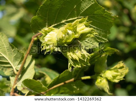 Green hazelnuts are growing on the tree. Stock photo.