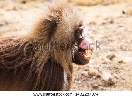 Portrait of gelada monkey in Ethiopian mountain