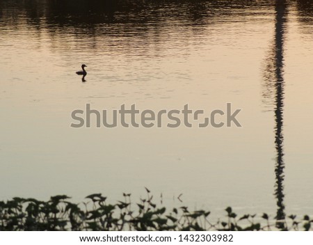 silhouette picture of wild small dark brown duck in smooth water surface pond in nature under evening sunset
