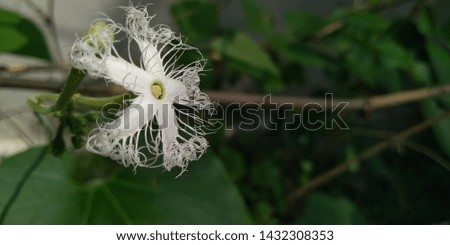 Beautiful flower in the garden in bangladesh