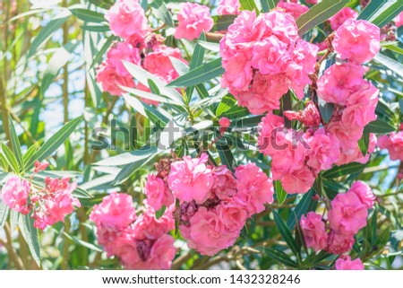 Green bushes with pink flowers in sunlight