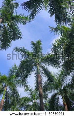 Beautiful sky palm trees picture
