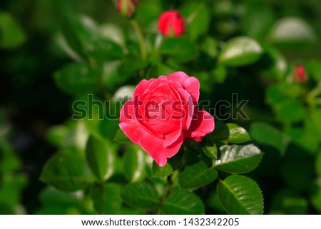 Art photo rose petals isolated on the natural blurred background. Closeup. For design, texture, background. Nature.
