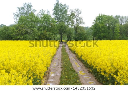 sowing crops of rapeseed, a flowering plant rape