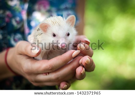Hedgehog in hand close-up, outdoors
