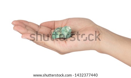 hand holding beautiful sea shell isolated on white background