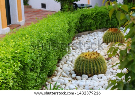 huge cactus seen in Spain