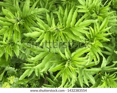 Green plants on the lawn in the forest, close-up. Dense leaves of low plants create a beautiful green background. - image