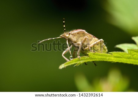 Parent bug in natural environment, Danubian wetland, Slovakia, Europe