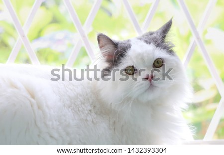 A lovely cat at the window. 