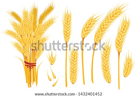 Set of wheat yellow ripe spikelets and grains of wheat flat vector illustration isolated on white background Royalty-Free Stock Photo #1432401452