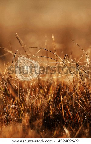 Art of cobweb with dew on winter morning, golden sunrise shines onto the cobweb and wild grass, bright transparent and glittering, blurred fields backgrounds. Selective focus.