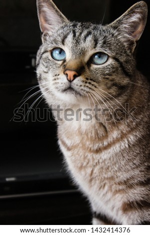 A beautiful tabby cat with blue eyes. Portrait of a gray cat. Smart look cat.