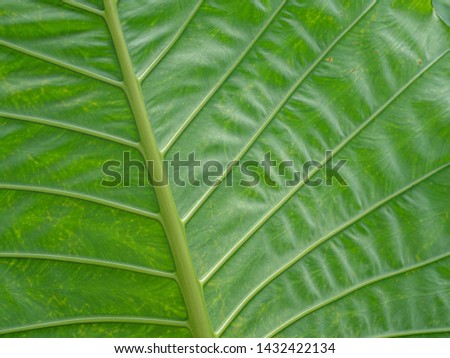 The tropical leaf texture style