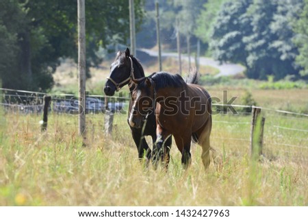 Two horses walking together in a meadow