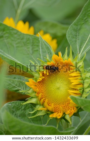 Sunflower farm were taken at Sun Tin in Hong Kong