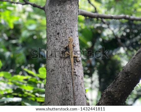 Lizard, Iguana stay on the large tree, selective focus.