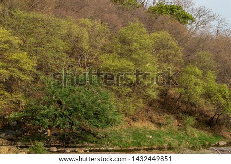 A wild male tiger patrolling his territory and on stroll in backdrop ranthambore hills. Habitat and landscape of dry deciduous forest with blue sky and hills of ranthambore national park, india