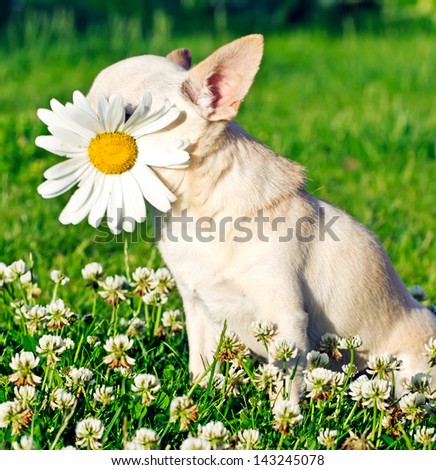 dog with chamomile in mouth