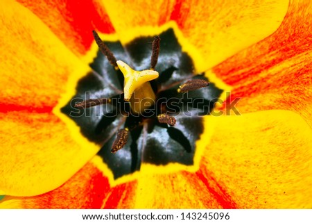 beautiful tulip horizontal macro picture