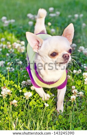 chihuahua in the grass