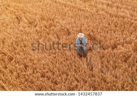 Wheat farmer with drone remote controller in field. Using modern innovative technology in agriculture and smart farming.