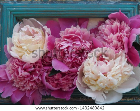 The picture of fresh and delicate peony flowers will be a great decoration for the living room, office, kitchen, dining room, hall. 